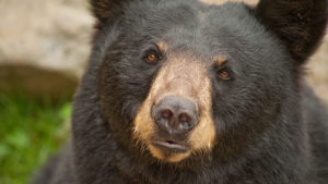 Black Bear Hunting