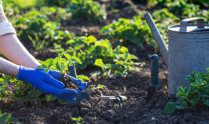 Spring Gardening