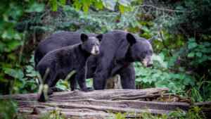 Bear Conservation and Hunting