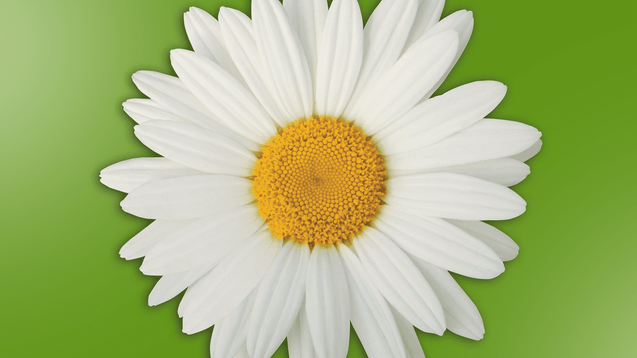 The Story of the White Daisy