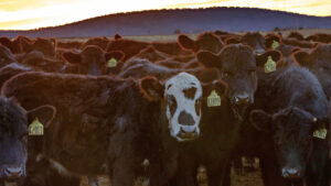 Choctaw Beef and Pecans