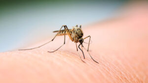 Mosquito on arm biting someone