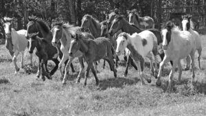 Choctaw Pony Herd