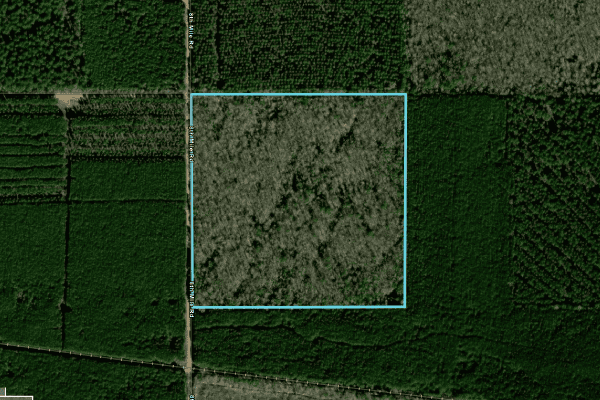 Jessie Taylor 40 Acre Plot