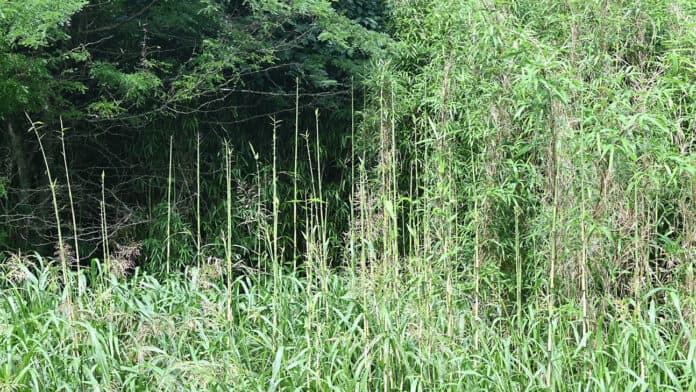 A large growth of rivercane.