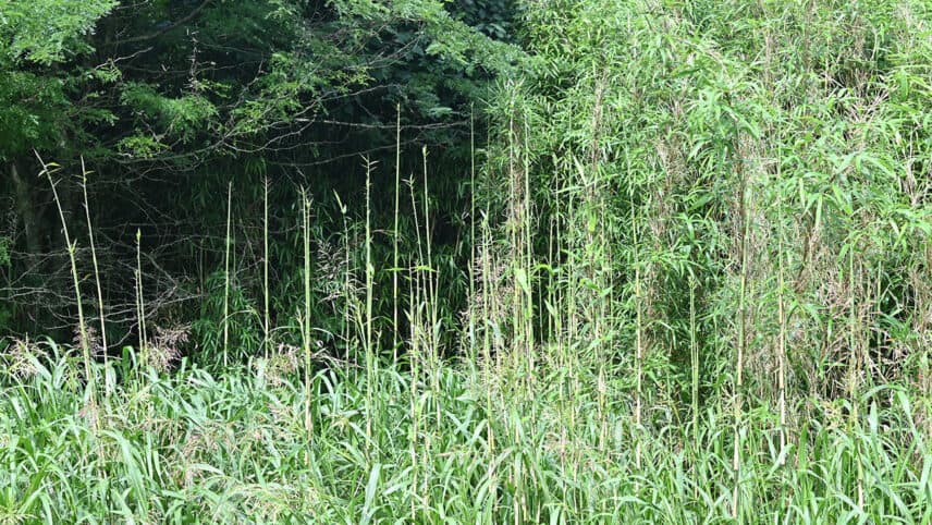 A large growth of rivercane.