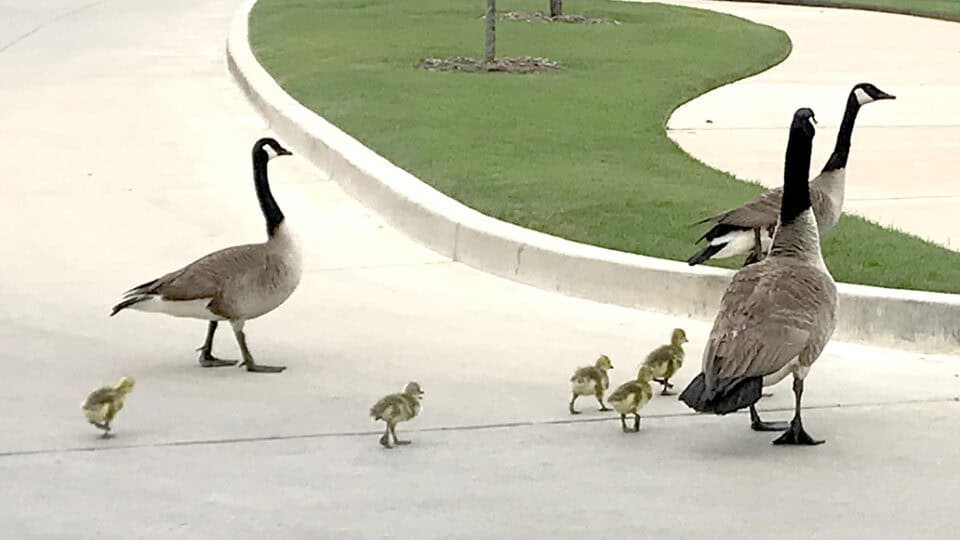 Geese walking across the drive at Choctaw Nation headquarters