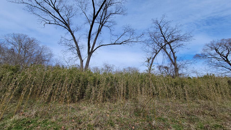 A field filled with rivercane