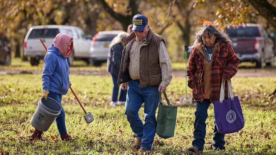 Elders gather pecans