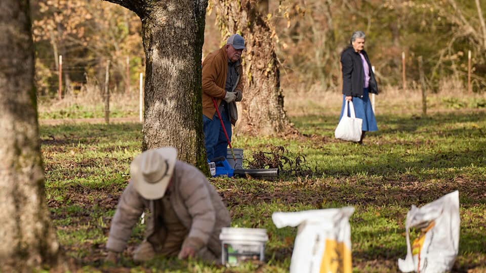 Elders gather pecans