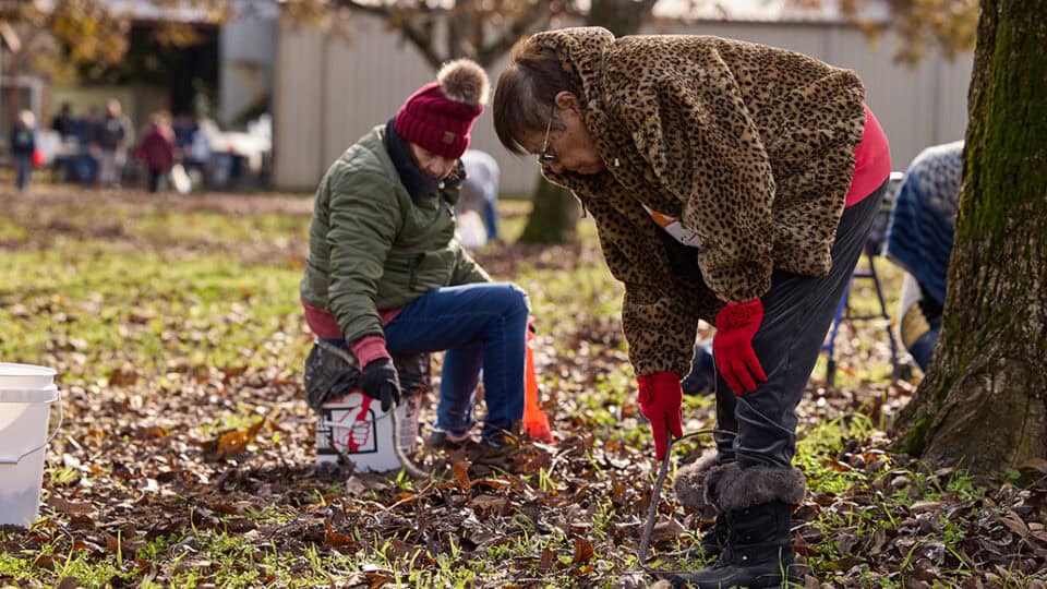 Elders gather pecans