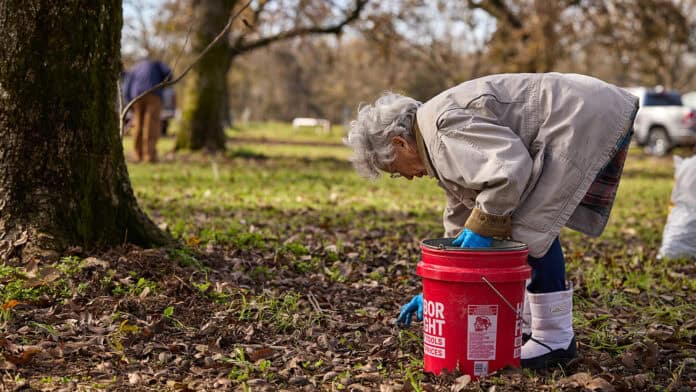 A women picks up pecns from the ground.